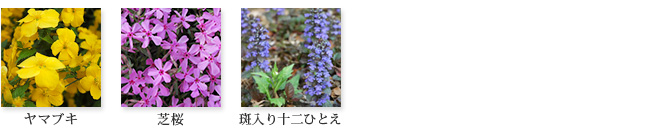 神奈川の樹木葬　龍散禅寺に咲くお花写真