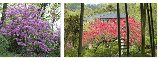神奈川の樹木葬　龍散禅寺に咲くお花写真